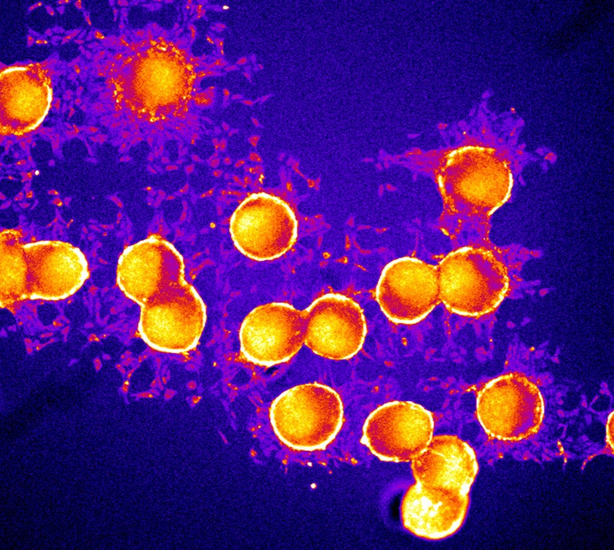 Cell based artificial intelligence. Courtesy of Bo Sun, Department of Physics